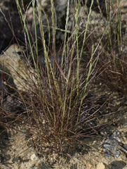 Tripogonella loliiformis