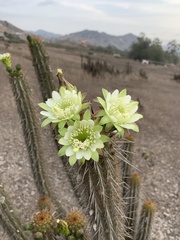 Haageocereus acranthus