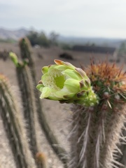 Haageocereus acranthus