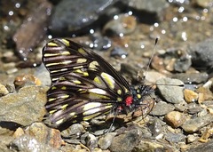 Catasticta sisamnus telasco