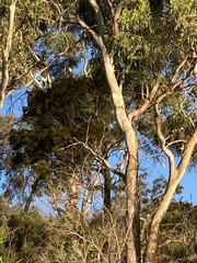 Zanda funerea xanthanota
