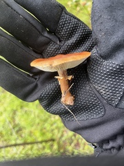 Cystoderma carcharias