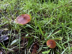 Cystoderma carcharias