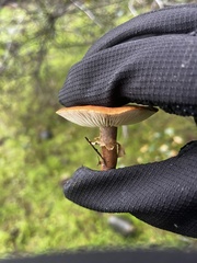 Cystoderma carcharias