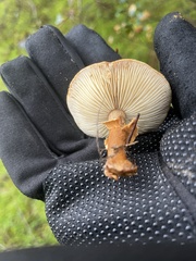 Cystoderma carcharias