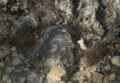 Tripogonella loliiformis