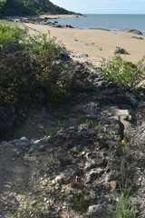 Tripogonella loliiformis