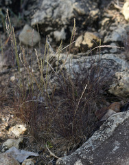 Tripogonella loliiformis