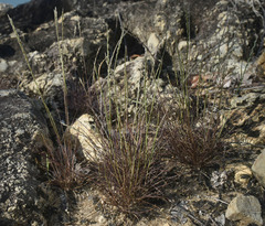 Tripogonella loliiformis