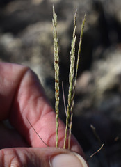 Tripogonella loliiformis