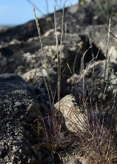 Tripogonella loliiformis