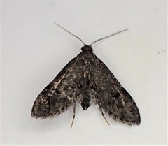 Isonomeutis amauropa