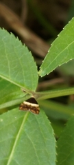 Choreutis xanthogramma