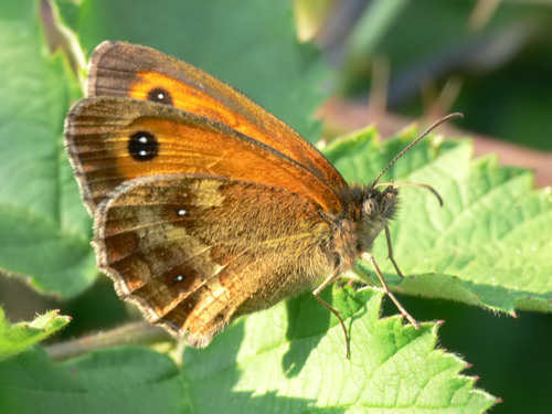Gatekeeper, photo 5 of 10