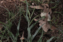 Urochloa panicoides