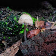 Agaricales