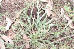 Urochloa panicoides
