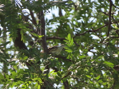 Setophaga fusca