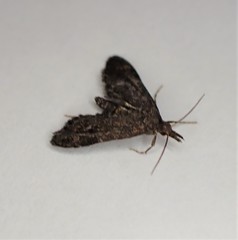 Isonomeutis amauropa