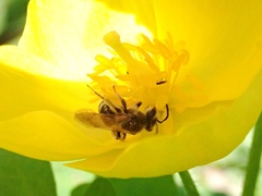 Andrena nasonii