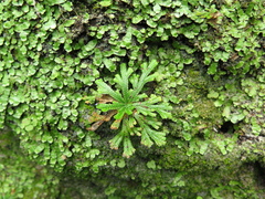 Selaginella novoleonensis
