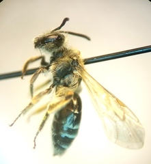 Andrena nasonii