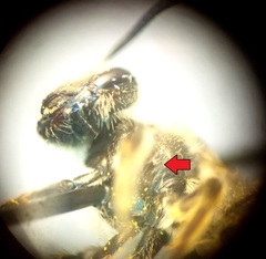 Andrena nasonii