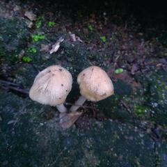 Agaricales