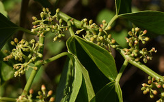 Cissus reniformis