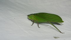 Steirodon maroniensis