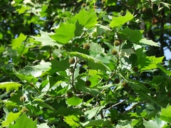 Platanus × hispanica