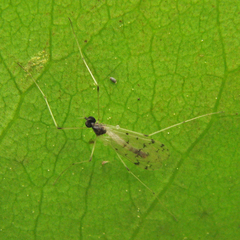 Dicranota maculata
