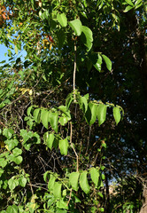 Cissus reniformis