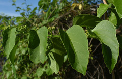 Cissus reniformis