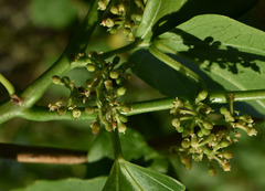 Cissus reniformis