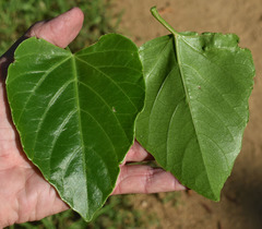 Cissus reniformis