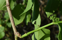 Cissus reniformis