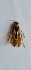 Polistes tepidus