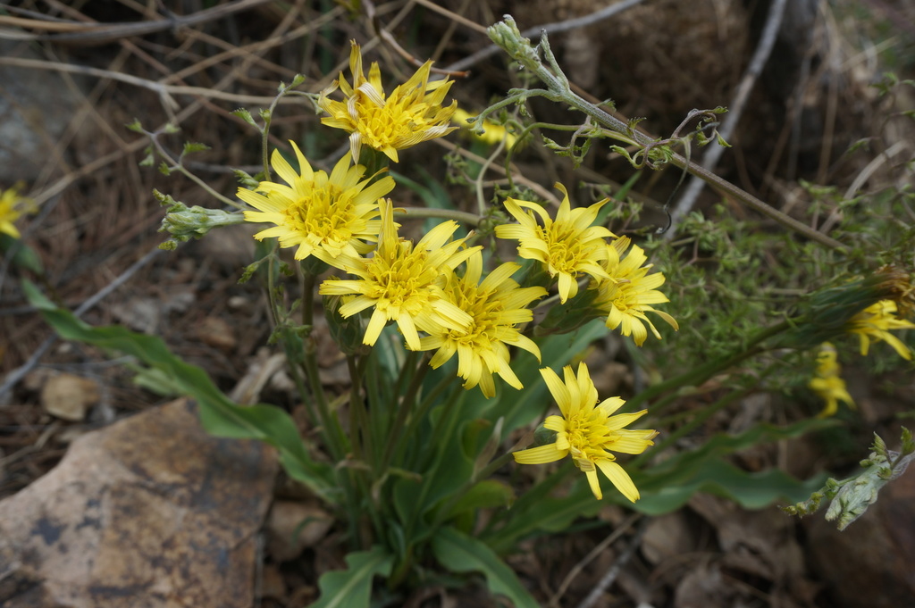 Scorzonera sinensis