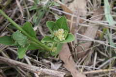 Alternanthera nana