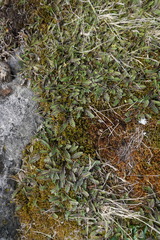 Leptinella pusilla