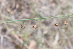 Arthropodium milleflorum