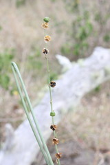 Arthropodium milleflorum