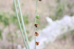 Arthropodium milleflorum