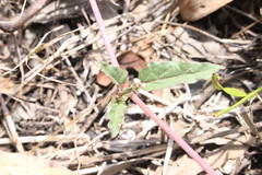 Boerhavia dominii