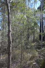 Grevillea quadricauda