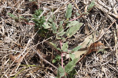 Boerhavia dominii
