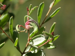 Grevillea quadricauda