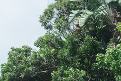 Protorhus longifolia