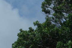 Protorhus longifolia